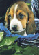DOG Animals Vintage Postcard CPSM #PAN557.A - Hunde