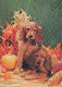 DOG Animals Vintage Postcard CPSM #PAN482.A - Hunde