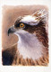 VOGEL Tier Vintage Ansichtskarte Postkarte CPSM #PAN306.A - Oiseaux