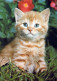 GATO GATITO Animales Vintage Tarjeta Postal CPSM #PAM537.A - Cats