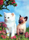 CAT KITTY Animals Vintage Postcard CPSM #PAM316.A - Cats