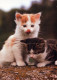 CAT KITTY Animals Vintage Postcard CPSM #PAM301.A - Cats