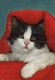 KATZE MIEZEKATZE Tier Vintage Ansichtskarte Postkarte CPSM #PAM170.A - Cats