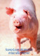PIGS Tier Vintage Ansichtskarte Postkarte CPSM #PBR763.A - Schweine