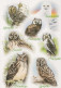 UCCELLO Animale Vintage Cartolina CPSM #PBR696.A - Vögel