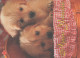 CANE Animale Vintage Cartolina CPSM #PBQ455.A - Cani