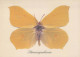 PAPILLONS Animaux Vintage Carte Postale CPSM #PBS438.A - Butterflies