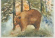 BEAR Animals Vintage Postcard CPSM #PBS355.A - Ours