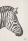 ZEBRA Animale Vintage Cartolina CPSM #PBR916.A - Zebra's