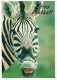 CEBRA Animales Vintage Tarjeta Postal CPSM #PBR910.A - Zebras