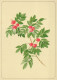 FLOWERS Vintage Postcard CPSM #PAR496.GB - Flores