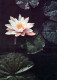 FLOWERS Vintage Postcard CPSM #PAR255.GB - Bloemen
