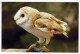 BIRD Animals Vintage Postcard CPSM #PAN361.GB - Oiseaux
