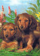 DOG Animals Vintage Postcard CPSM #PAN554.GB - Dogs