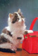 CAT KITTY Animals Vintage Postcard CPSM #PAM115.GB - Cats