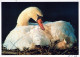 PÁJARO Animales Vintage Tarjeta Postal CPSM #PAN362.ES - Oiseaux