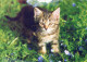 GATO GATITO Animales Vintage Tarjeta Postal CPSM #PAM364.ES - Cats