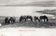 DONKEY Animals Vintage Antique Old CPA Postcard #PAA323.GB - Burros