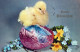 EASTER CHICKEN EGG Vintage Postcard CPA #PKE430.GB - Easter