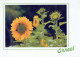 FLOWERS Vintage Postcard CPSM #PBZ384.GB - Flores