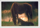 HORSE Animals Vintage Postcard CPSM #PBR878.GB - Caballos