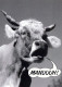 COW Animals Vintage Postcard CPSM #PBR809.GB - Vacas