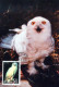 BIRD Animals Vintage Postcard CPSM #PBR493.GB - Oiseaux