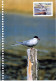 BIRD Animals Vintage Postcard CPSM #PBR432.GB - Oiseaux