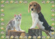 DOG Animals Vintage Postcard CPSM #PBQ715.GB - Dogs