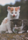 CHAT CHAT Animaux Vintage Carte Postale CPSM #PAM301.FR - Cats