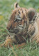 TIGRE Animales Vintage Tarjeta Postal CPSM #PBS034.ES - Tigres