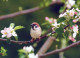 VOGEL Tier Vintage Ansichtskarte Postkarte CPSM #PAN364.DE - Pájaros