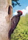 VOGEL Tier Vintage Ansichtskarte Postkarte CPSM #PAM748.DE - Oiseaux