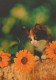 KATZE MIEZEKATZE Tier Vintage Ansichtskarte Postkarte CPSM #PAM554.DE - Cats