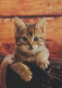 KATZE MIEZEKATZE Tier Vintage Ansichtskarte Postkarte CPSM #PAM493.DE - Cats