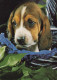 HUND Tier Vintage Ansichtskarte Postkarte CPSM #PAN557.DE - Dogs