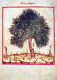 ARBRES Vintage Carte Postale CPSM #PBZ990.FR - Árboles