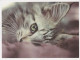 CHAT CHAT Animaux Vintage Carte Postale CPSM #PBQ718.FR - Chats