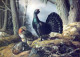 UCCELLO Animale Vintage Cartolina CPSM #PAN182.IT - Pájaros