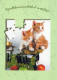 GATTO KITTY Animale Vintage Cartolina CPSM Unposted #PAM303.IT - Chats