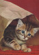 GATTO KITTY Animale Vintage Cartolina CPSM #PAM119.IT - Chats