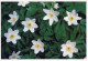 FLOWERS Vintage Ansichtskarte Postkarte CPSM #PBZ387.DE - Blumen