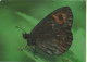 SCHMETTERLINGE Tier Vintage Ansichtskarte Postkarte CPSM #PBS414.DE - Butterflies