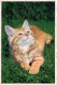 GATTO KITTY Animale Vintage Cartolina CPA #PKE744.IT - Chats