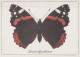 FARFALLA Animale Vintage Cartolina CPSM #PBS415.IT - Butterflies