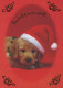 CANE Animale Vintage Cartolina CPSM #PBQ516.IT - Dogs