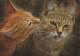 GATTO KITTY Animale Vintage Cartolina CPSM #PBQ721.IT - Cats