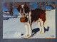 ROBBY  CHIEN ST. BERNARD - Honden