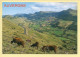 Vaches : Sur Les Monts Du Cantal / Entre Salers Et Le Col De Neronne / La Vallée De La Maronne (voir Scan Recto/verso) - Vaches