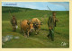 Vaches : L'Aubrac / Le Retour Au Buron Après La Traite Matinale (voir Scan Recto/verso) - Cows